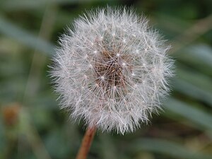 Dandelion Close Up