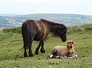 <span class="mw-page-title-main">Devon</span> County of England