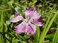 Dianthus plumarius