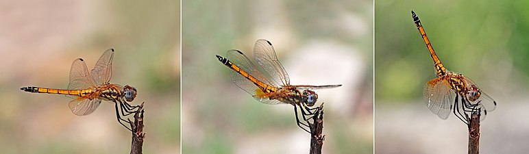 young male Trithemis selika moving into obelisk posture