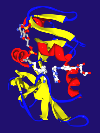 <span class="mw-page-title-main">Enzyme kinetics</span> Study of biochemical reaction rates catalysed by an enzyme