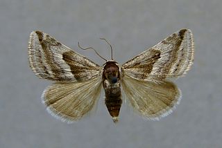 <span class="mw-page-title-main">Boletobiinae</span> Subfamily of moths