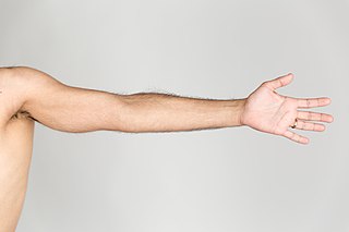 <span class="mw-page-title-main">Arm</span> Proximal part of the free upper limb between the shoulder and the elbow