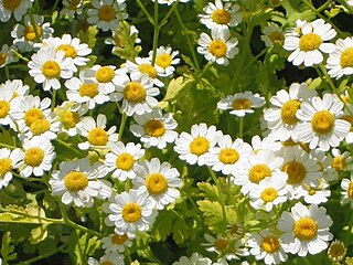 <i>Tanacetum parthenium</i> Species of flowering plant in the daisy family Asteraceae