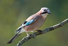 Eurasian jay (Garrulus glandarius)