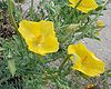 Glaucium flavum03.jpg