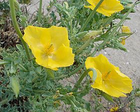 Glaucium flavum