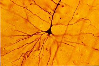 <span class="mw-page-title-main">Pyramidal cell</span> Projection neurons in the cerebral cortex and hippocampus