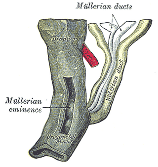 <span class="mw-page-title-main">Mesonephric duct</span> Paired organ in mammals