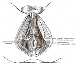 <span class="mw-page-title-main">Perineal artery</span>