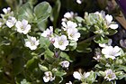 Gypsophila cerastioides