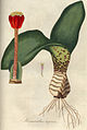 Haemanthus coccineus