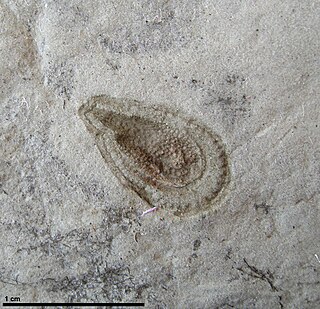 <i>Kimberella</i> Primitive Mollusc-like organism