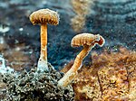 Thumbnail for File:Kuehneromyces mutabilis-20191229-RM-101505.jpg