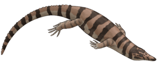 <i>Lazarussuchus</i> Extinct genus of reptiles