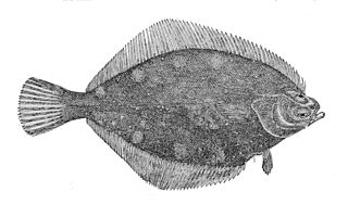 <span class="mw-page-title-main">Rock sole</span> Species of fish