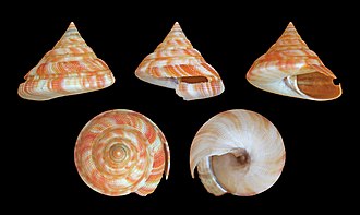 Four view of the slit shell Mikadotrochus hirasei. The first view shows the selenizone well. The other views show its relationship to the slit in the shell. Mikadotrochus hirasei 01.jpg