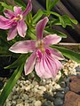 Miltonia spectabilis