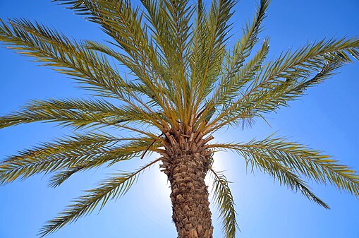 Palmier photographié sur la Marina d'Agadir.