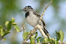 Pectoral Antwren.jpg