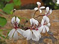 Pelargonium fragrans