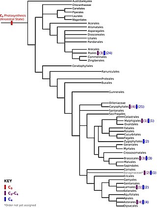 <span class="mw-page-title-main">Angiosperm Phylogeny Group</span> Collaborative research group for the classification of flowering plants