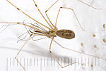 Thumbnail for Pholcus phalangioides