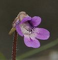 Vanligt undirløgugras (Pinguicula vulgaris)