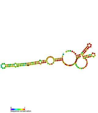 <span class="mw-page-title-main">Small Cajal body-specific RNA</span>