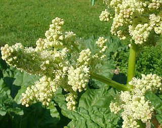 <i>Rheum rhaponticum</i> Species of flowering plant