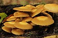 Kuehneromyces mutabilis