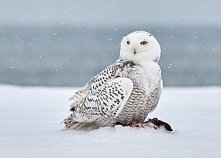 <span class="mw-page-title-main">Snowy owl</span> Species of owl