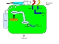 Untitled drawing (1)This diagram shows the process from fungi or bacterial attachment to the plant cell all the way to the specific type of response. PTI stands for Pattern-Triggered Immunity and ETI stands for Effector-triggered immunity.