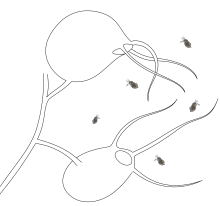 Bladderwort traps: long, usually branching (but here simplified), antennae guide Daphnia to the trapdoors of an aquatic bladderwort. Utricularia traps (sketch).svg