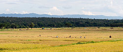 Rice being harvested in Wang Nuea District, Lampang province. The mountains in the background are part of the Phi Pan Nam Range.