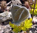 Polyommatus damon Witstreepblauwtje