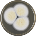 Aspergillus sclerotiorum growing on MEAOX plate