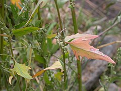 Atriplex patula (5129938978).jpg