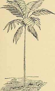 <i>Balaka seemannii</i> Species of palm