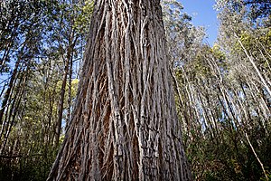 Bark, Nunniong