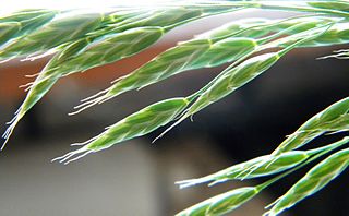 <i>Bromus racemosus</i> Species of grass in the genus Bromus