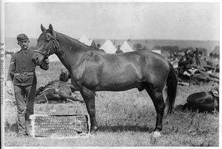 <span class="mw-page-title-main">Comanche (horse)</span> War horse of the U.S Army