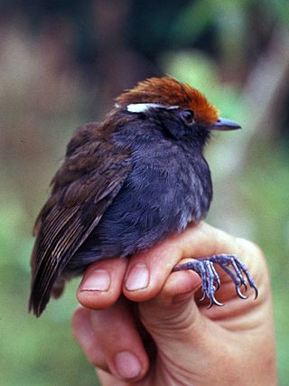 <span class="mw-page-title-main">Chestnut-crowned gnateater</span> Species of bird