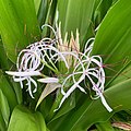 Crinum asiaticum ou lys araignée.