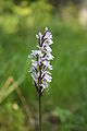 Maariankämmekkä Dactylorhiza maculata