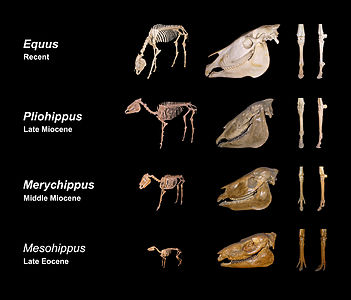 Equidae evolution