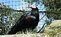 Exotic Bird - Belfast Zoo Aviary