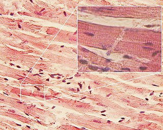 Cardiac muscle Muscular tissue of heart