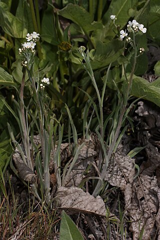 <i>Hackelia</i> Genus of flowering plants in the borage family Boraginaceae