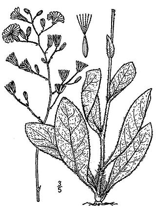 <i>Hieracium gronovii</i> Species of flowering plant